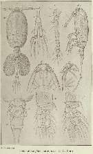Species Thaumatopsyllus paradoxus - Plate 8 of morphological figures